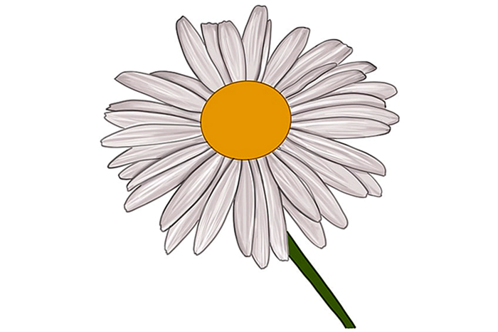 рисунок цветка маргаритки 10
