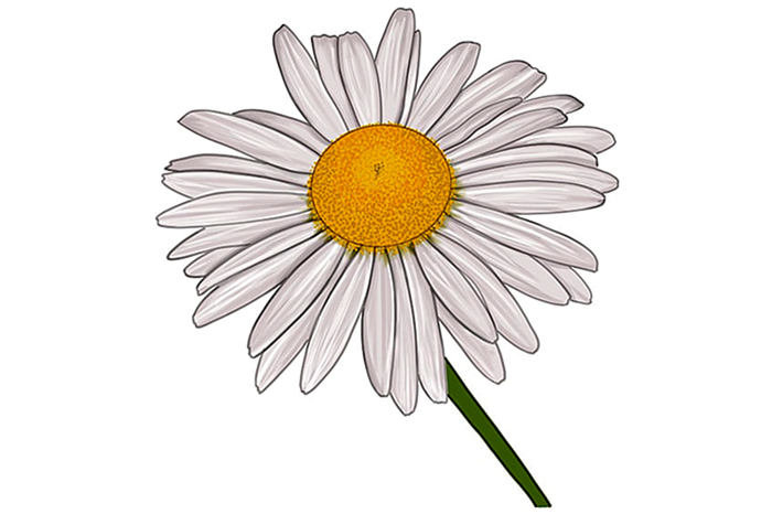 рисунок цветка маргаритки 13