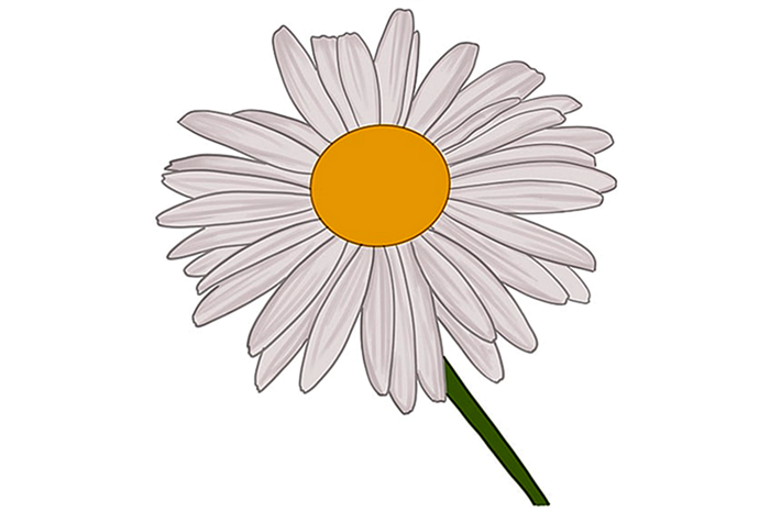 цветок маргаритки рисунок 08