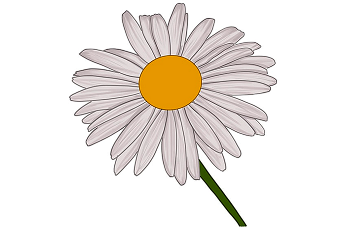 цветок маргаритки рисунок 09