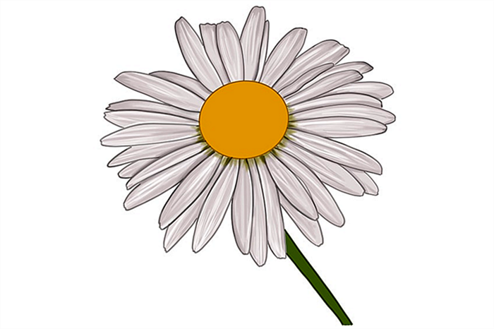 цветок маргаритки рисунок 11