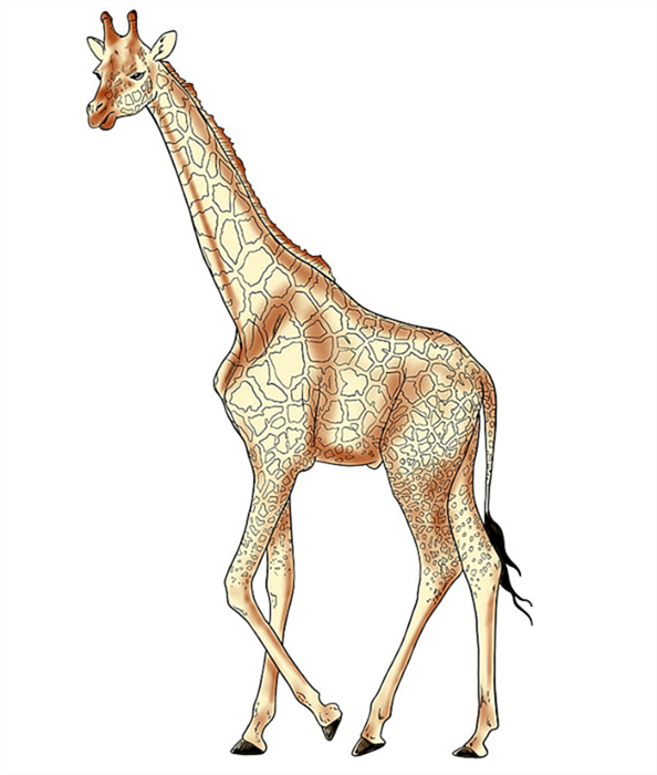 рисунок жирафа 13