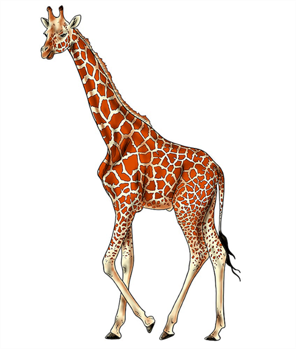рисунок жирафа 16