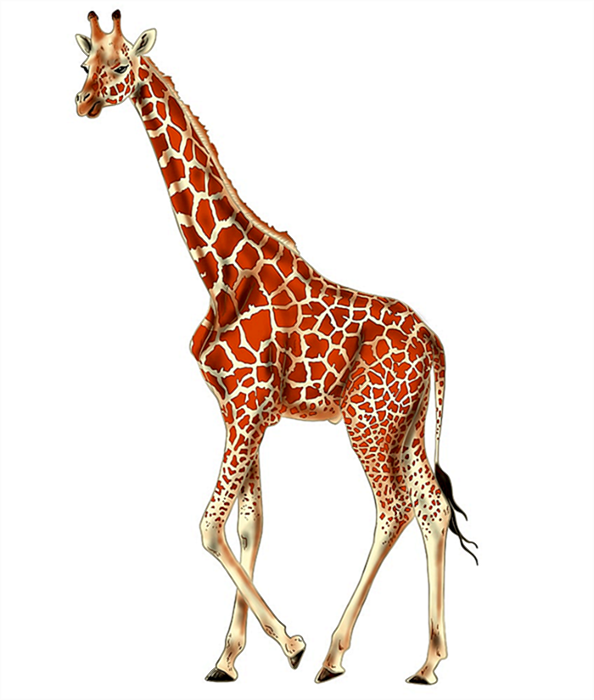рисунок жирафа 17