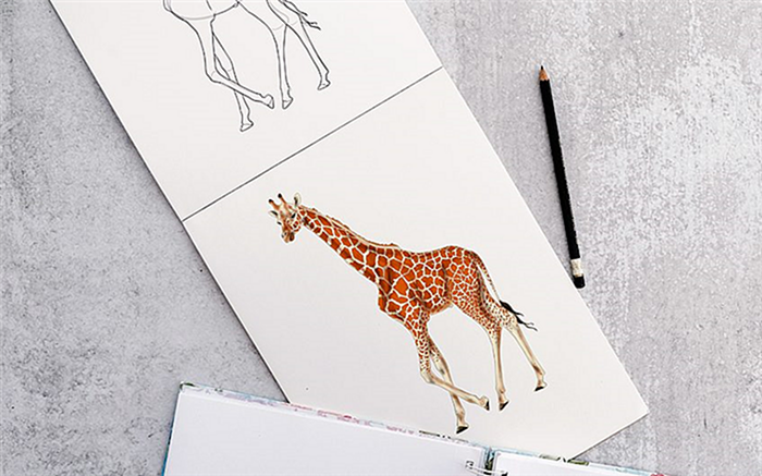 как нарисовать жирафа