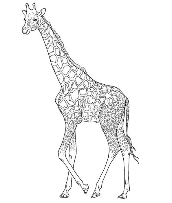 рисунок жирафа 11