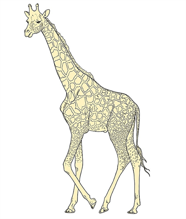 рисунок жирафа 12