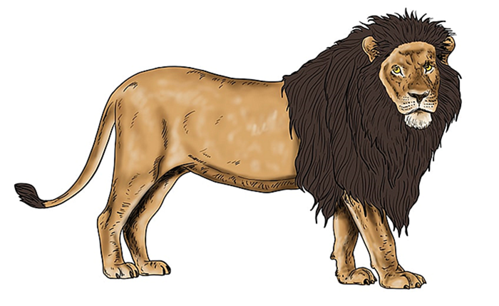 рисунок льва 14