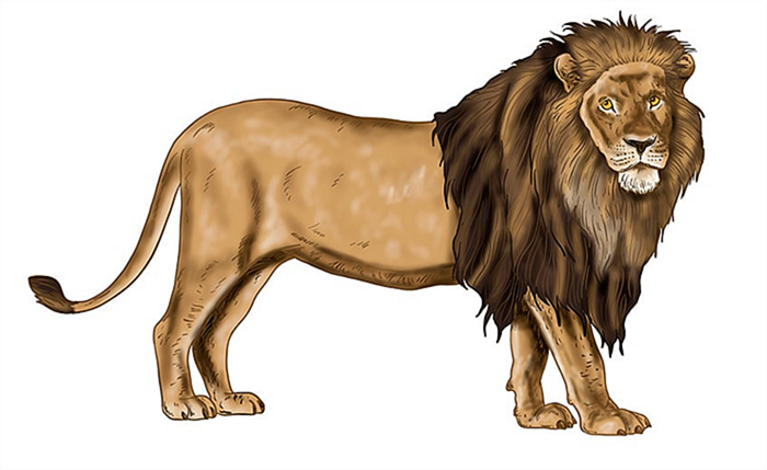 эскиз льва