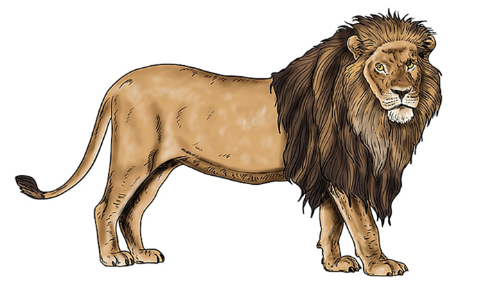 рисунок льва 15