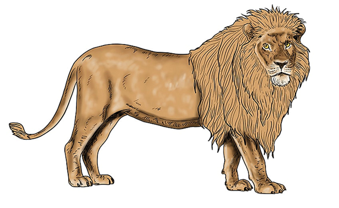 рисунок льва 13