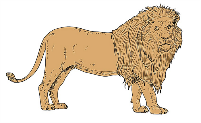 рисунок льва 12