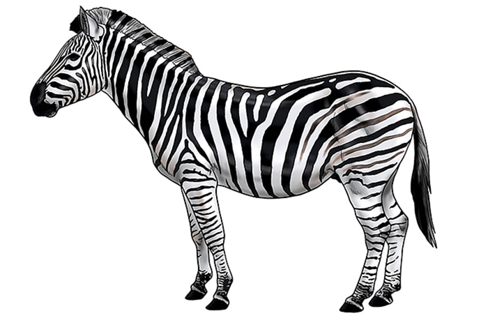 рисунок зебры 17