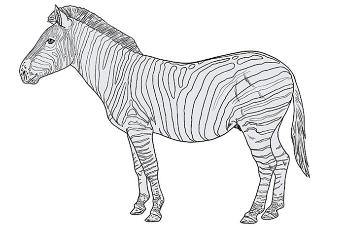 рисунок зебры 12