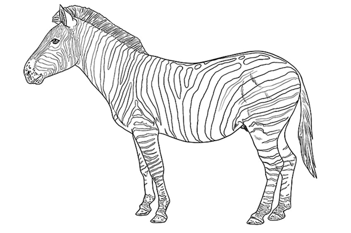 рисунок зебры 11