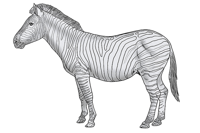 рисунок зебры 13