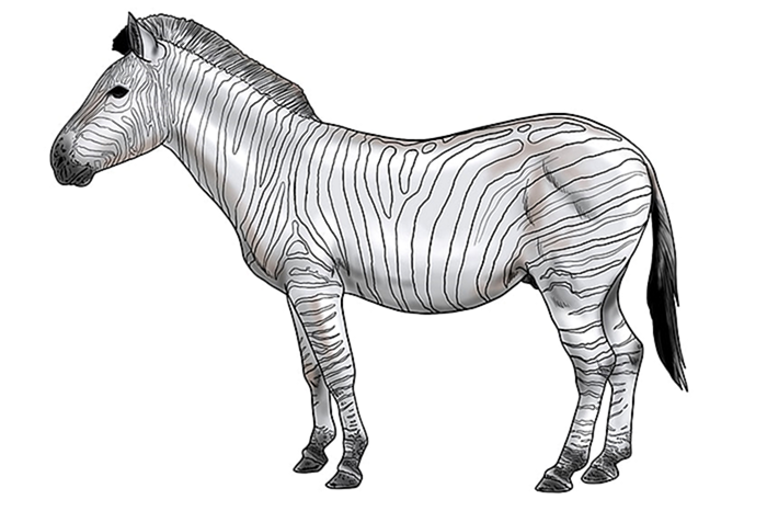 рисунок зебры 15