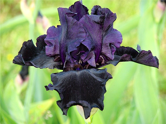 Цветок черного ириса