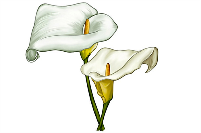 рисунок цветка лилии