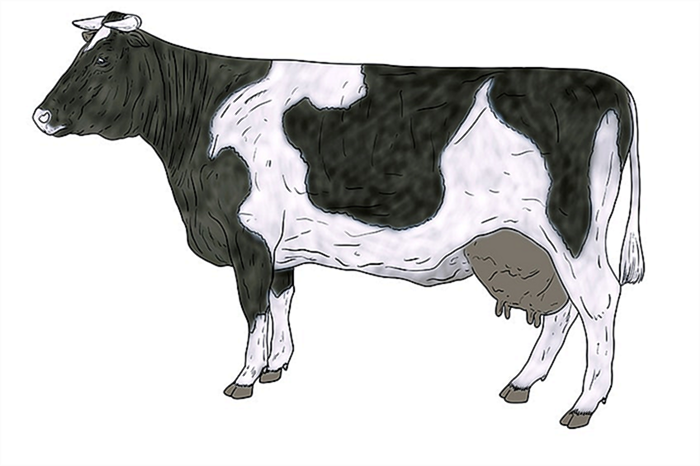 рисунок коровы 14