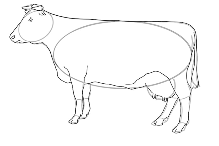 рисунок коровы 10