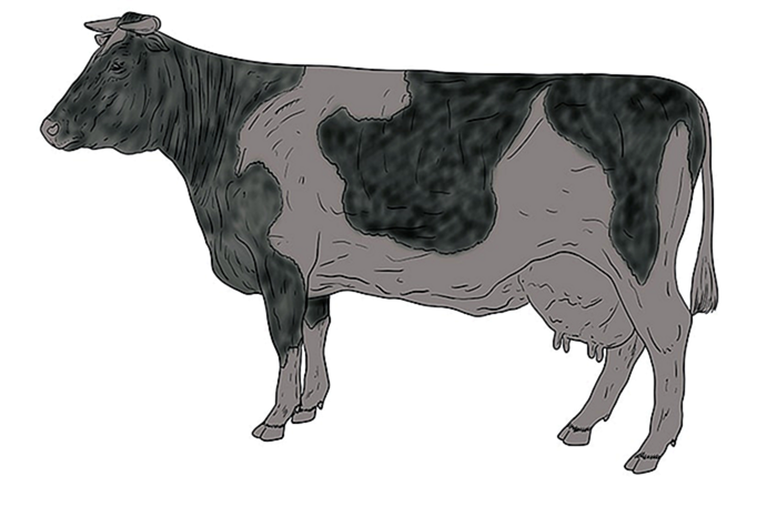 рисунок коровы 13