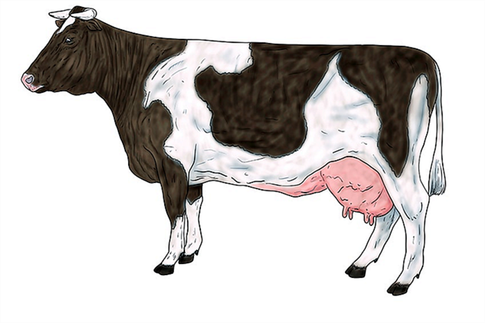рисунок коровы 15