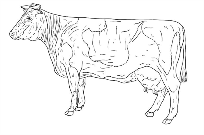 рисунок коровы 11