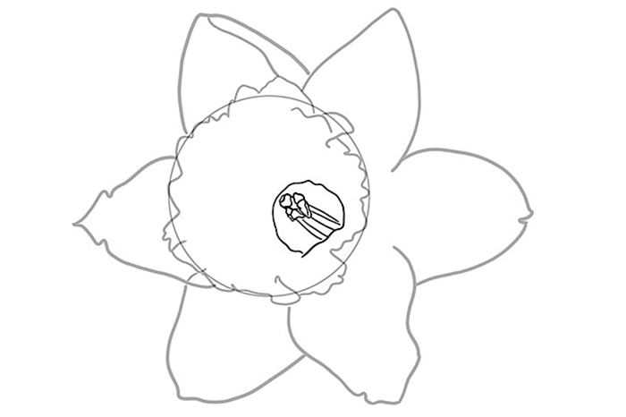 рисунок цветка нарцисса 04