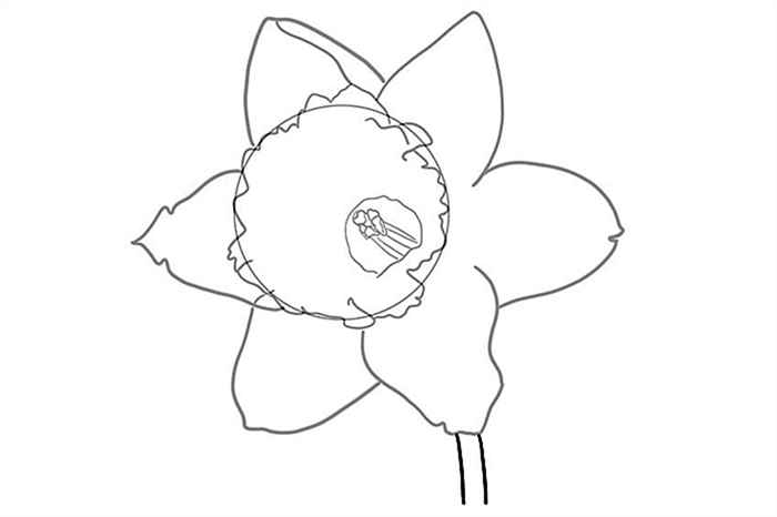 рисунок цветка нарцисса 0