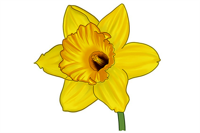 рисунок цветка нарцисса 10