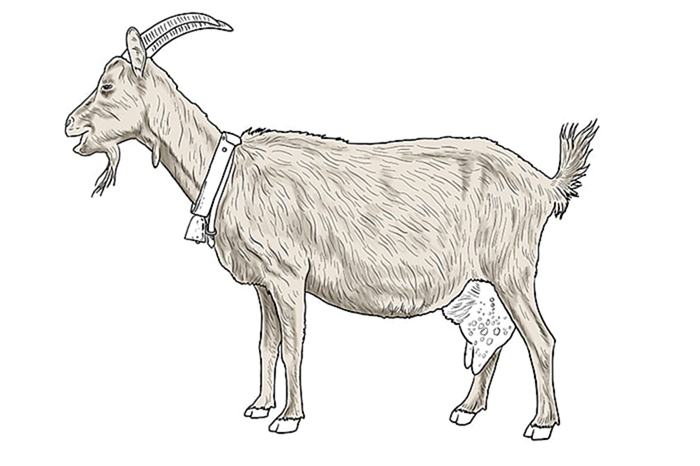 рисунок козы 13