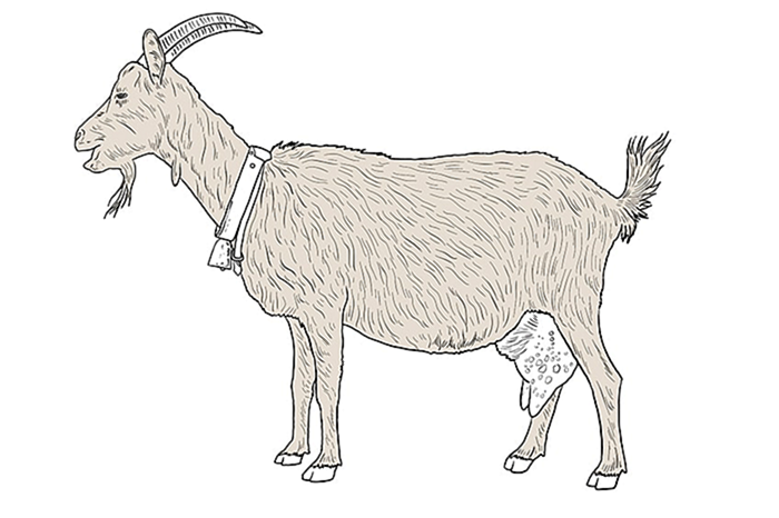 рисунок козы 12