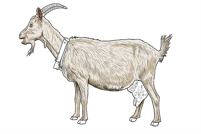 рисунок козы 14