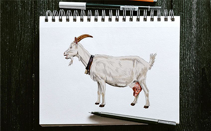 как нарисовать козу