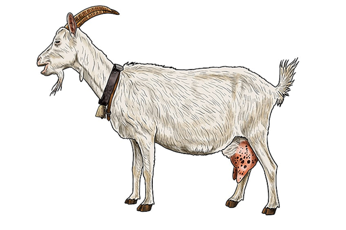 рисунок козы 16
