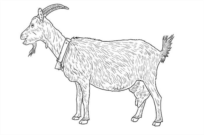 рисунок козы 11