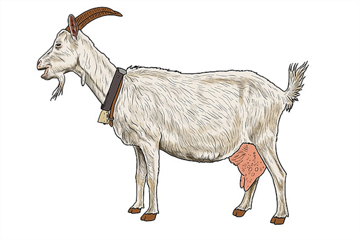 рисунок козы 15
