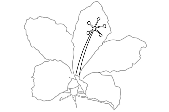 цветок гибискуса рисунок 05