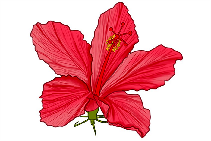 рисунок цветка гибискуса 13