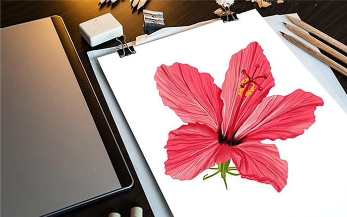 Как нарисовать цветок гибискуса