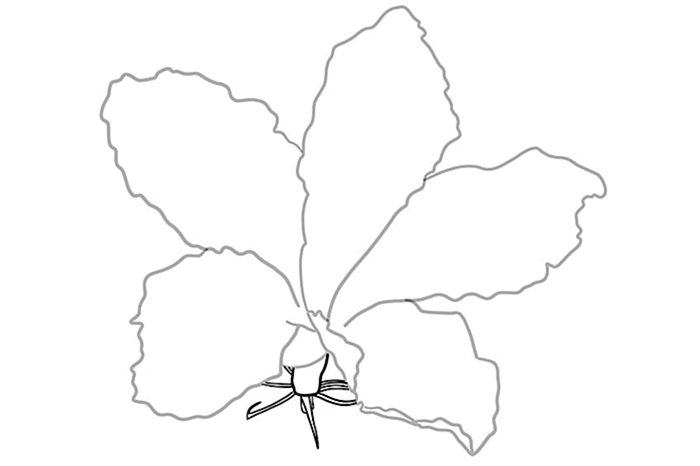 цветок гибискуса рисунок 04