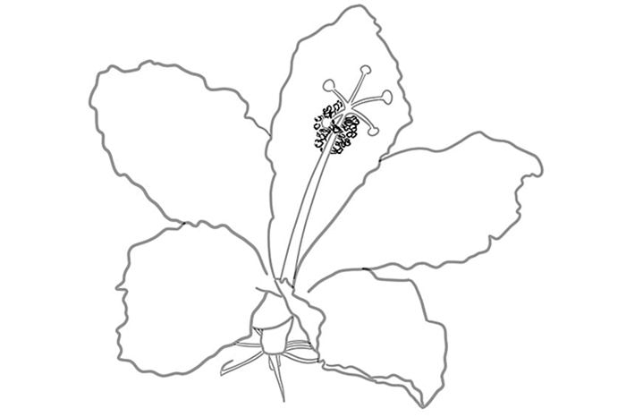 цветок гибискуса рисунок 06