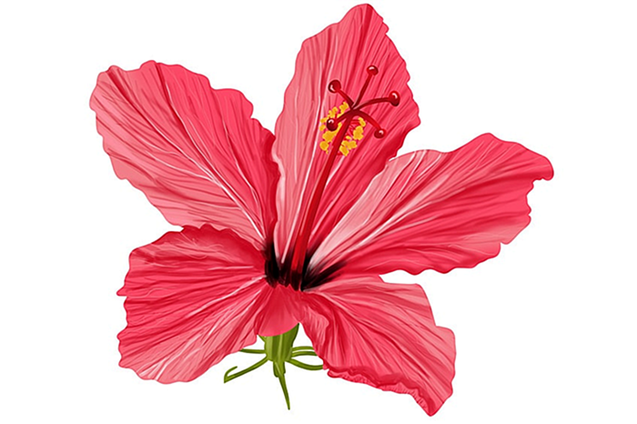 рисунок цветка гибискуса