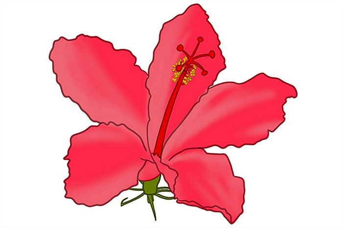 цветок гибискуса рисунок 11