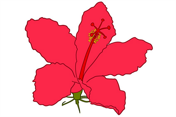 рисунок цветка гибискуса 10