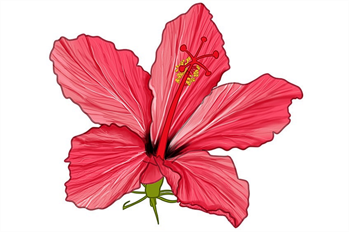 цветок гибискуса рисунок 15