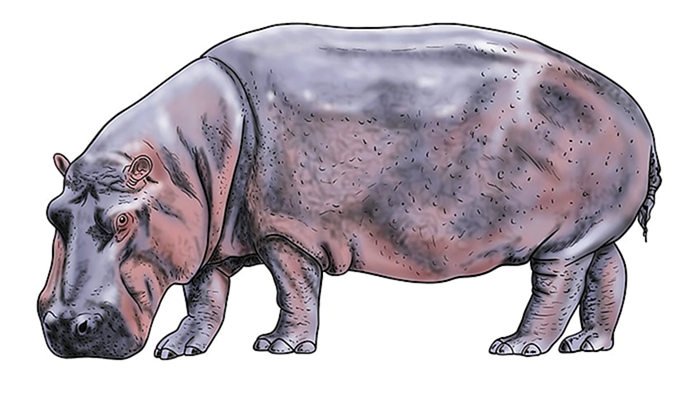 рисунок бегемота 15