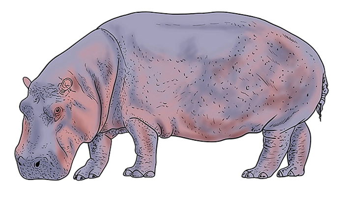 рисунок бегемота 13
