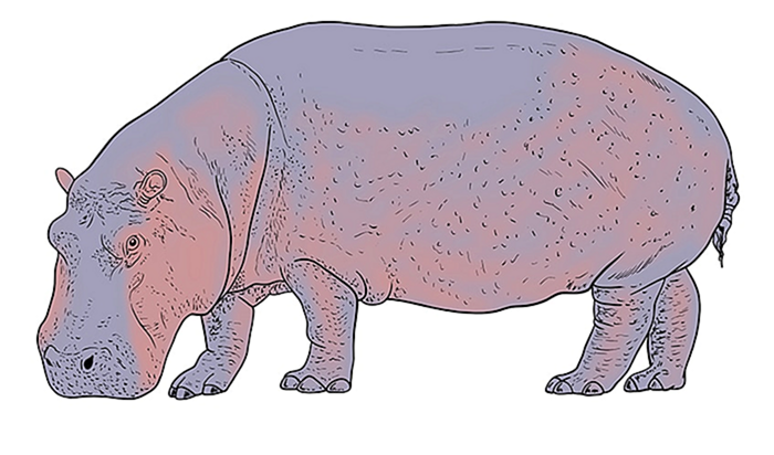 рисунок бегемота 11